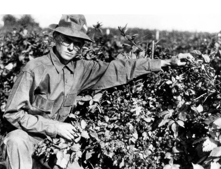 Knott's Boysenberry Festival 2026 History of the Boysenberry